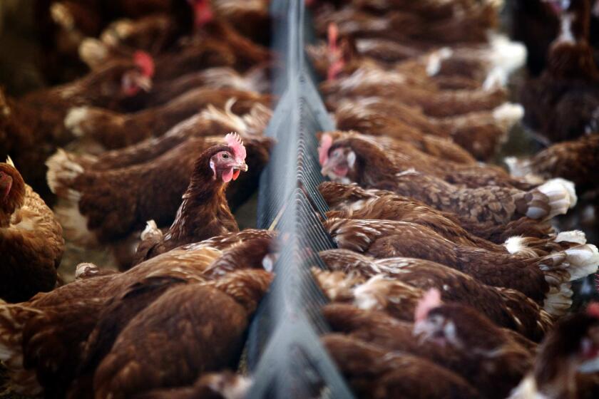 McDonald's announced plans to source eggs from cage-free chickens like these.