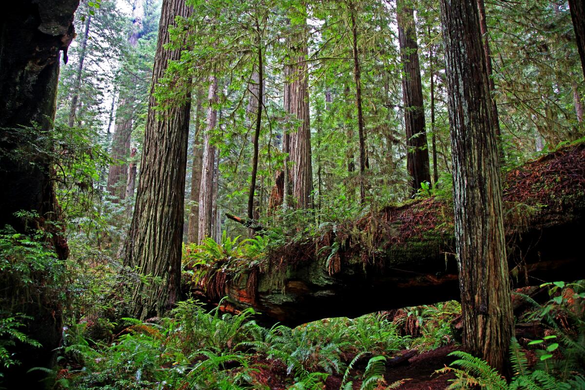 A fallen tree among redwoods reaching to the sky.