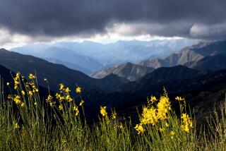 Mt. Baldy, CA - January 03: Clouds drift over wildflowers and the San Gabriel Mountains after a brief storm in a view from Glendora Ridge Rd. on Wednesday, Jan. 3, 2024 in Mt. Baldy, CA. (Brian van der Brug / Los Angeles Times)