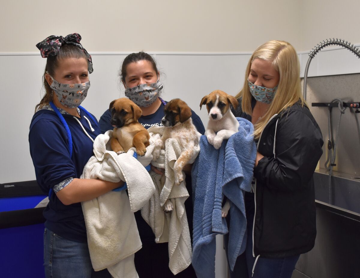 The three pups enjoy a bath provided by volunteers.