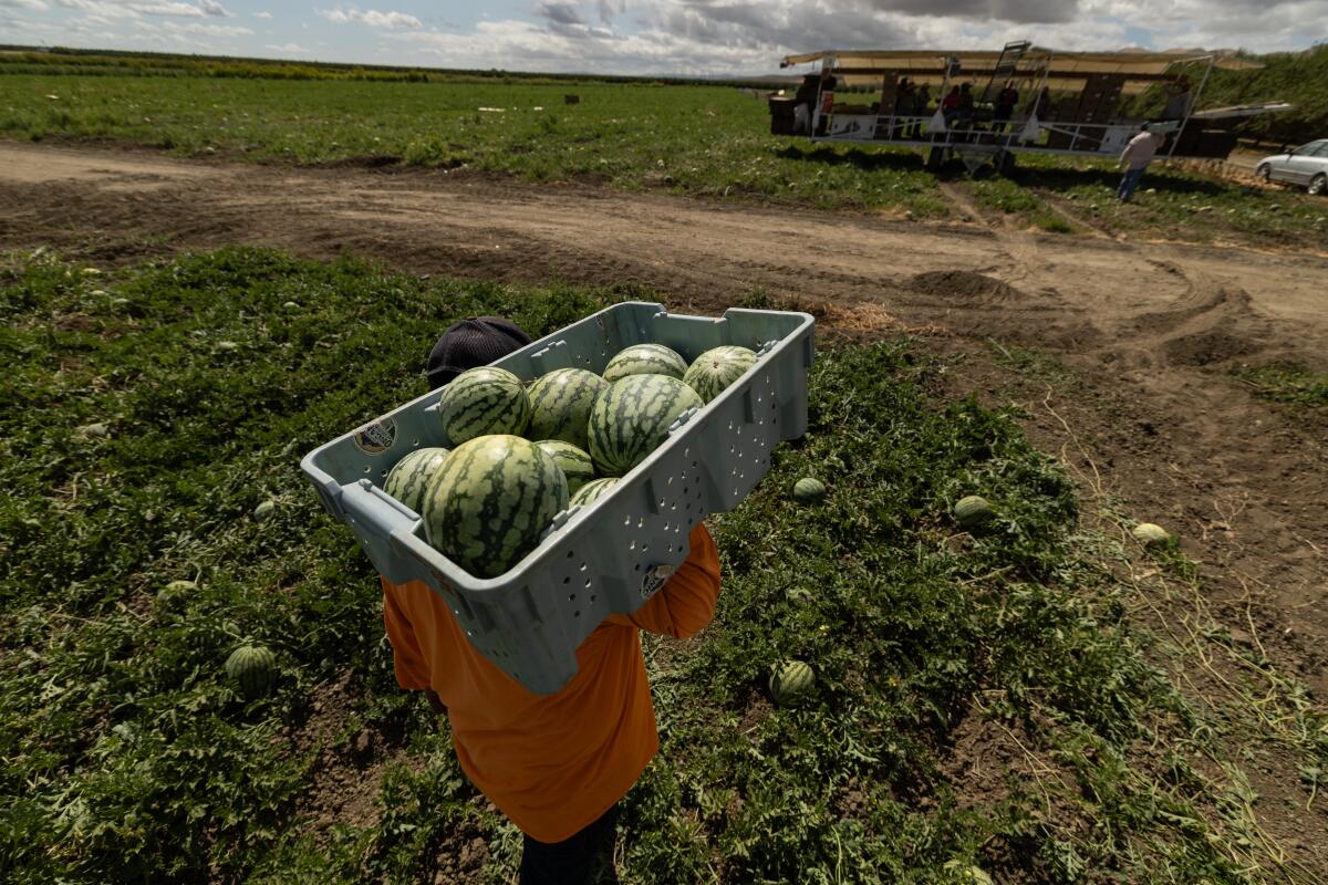 The farm owner says few American-born people apply for harvesting jobs and those that do don't last long.