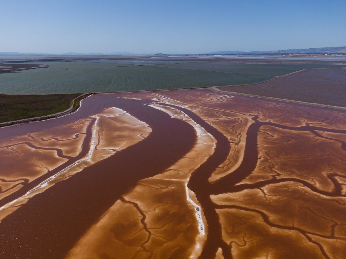 A salt marsh with meandering channels and rust colored water
