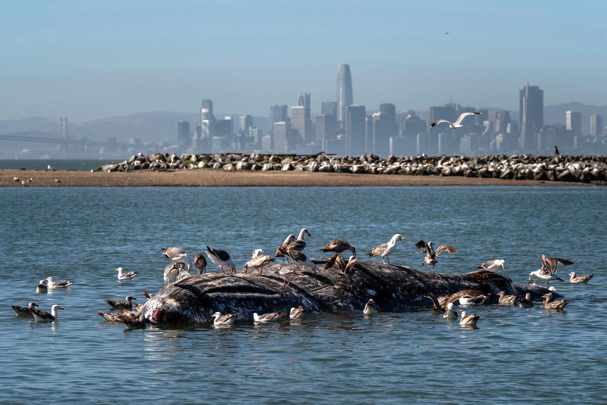 Gulls feed on a gray whale carcass in the water with the San Francisco city skyline in the background. 