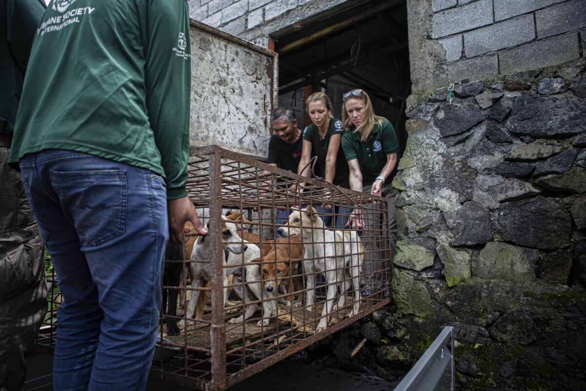 Members of an anti-animal cruelty group transport a cage containing dogs from a slaughter house.