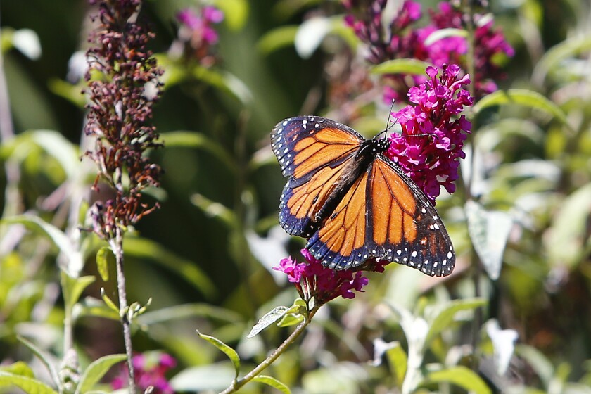 A male Western monarch butterfly drinks nectar from a buddleia plant in a habitat garden at Bluebird Park in Laguna Beach.