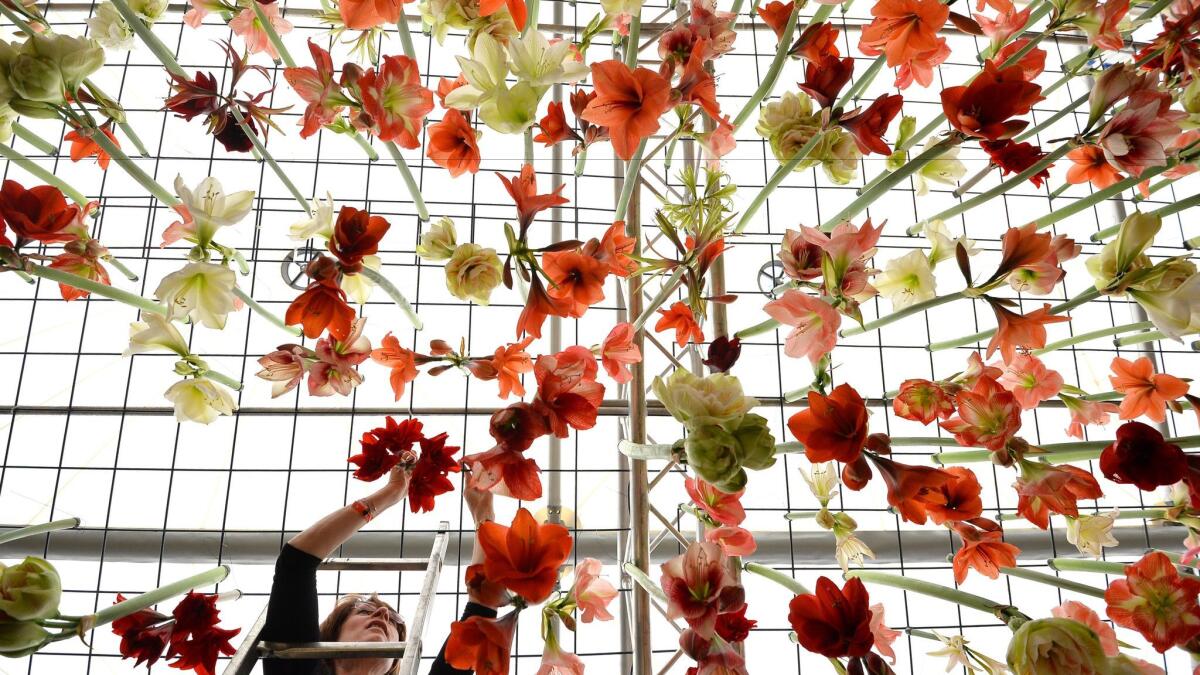 A gardener hangs azaleas at a prior Chelsea Flower Show in London.