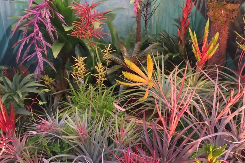 Colorful bromeliads of pinkish to yellowish tones sprawled across a lush green room.