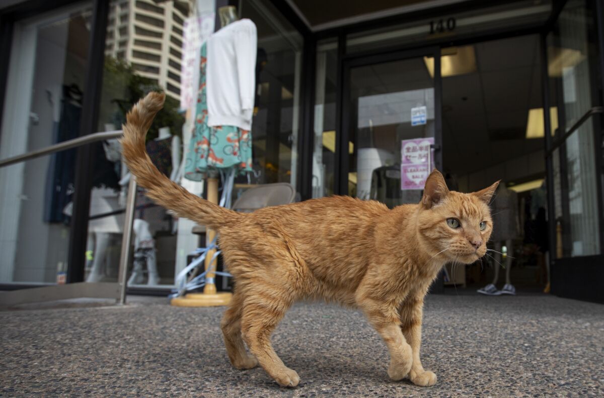 Mr. Sherman, an American tabby often called the feline "mayor" of Little Tokyo