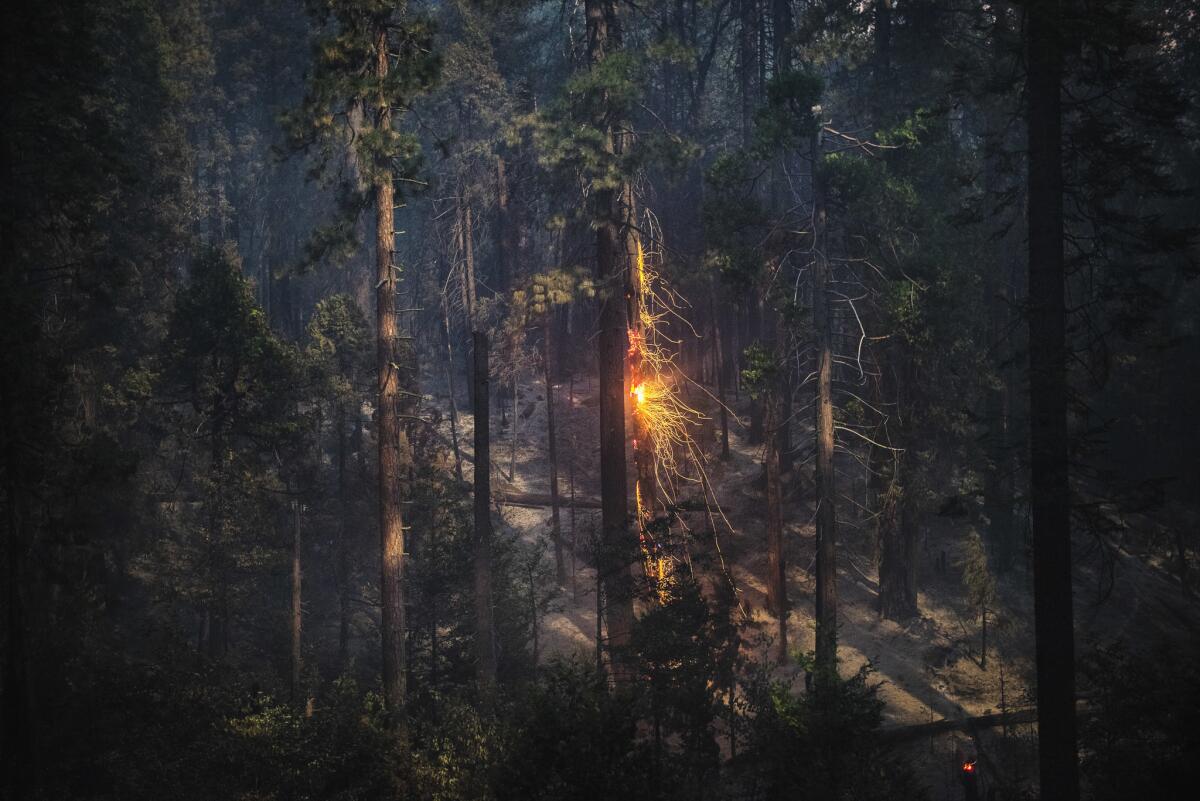 The Railroad fire burns in the Sierra National Forest near the town of Oakhurst on Sept. 1, 2017.