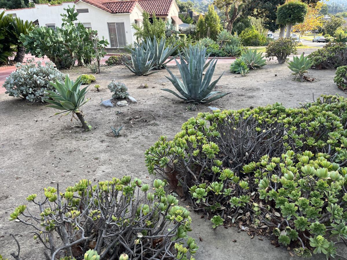 Drought-tolerant plants outside an Eagle Rock home.