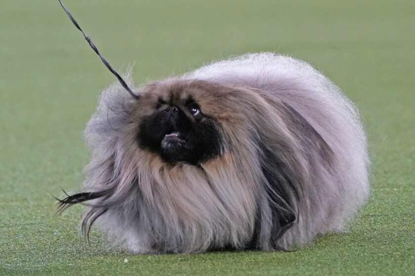 A Pekingese walks with its handler in the Best in Show at the Westminster Kennel Club dog show
