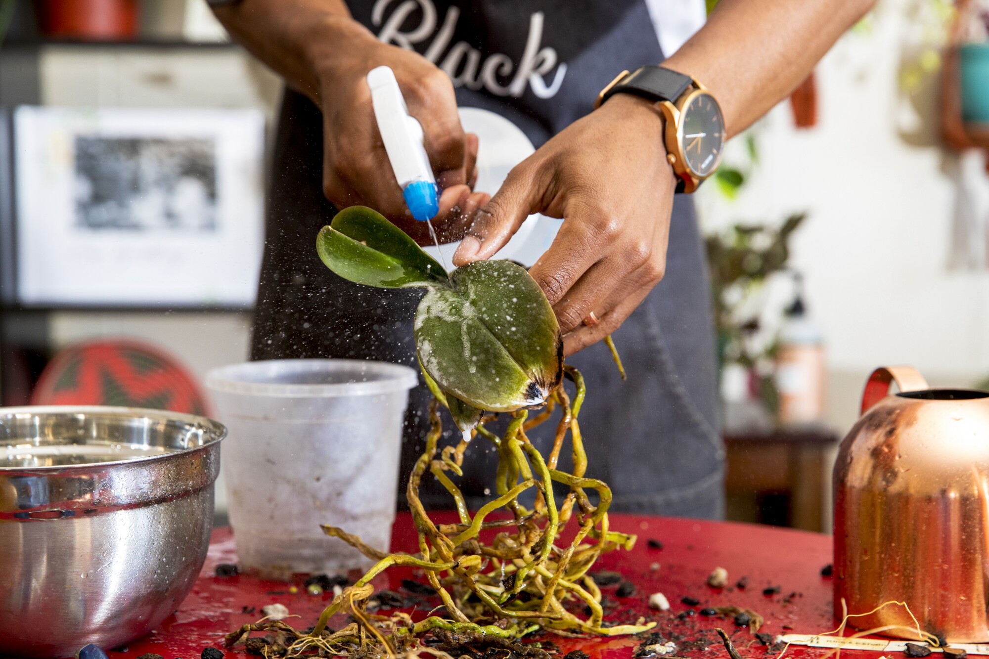 Spraying an orchid's roots and leaves to deter pests and disease. 