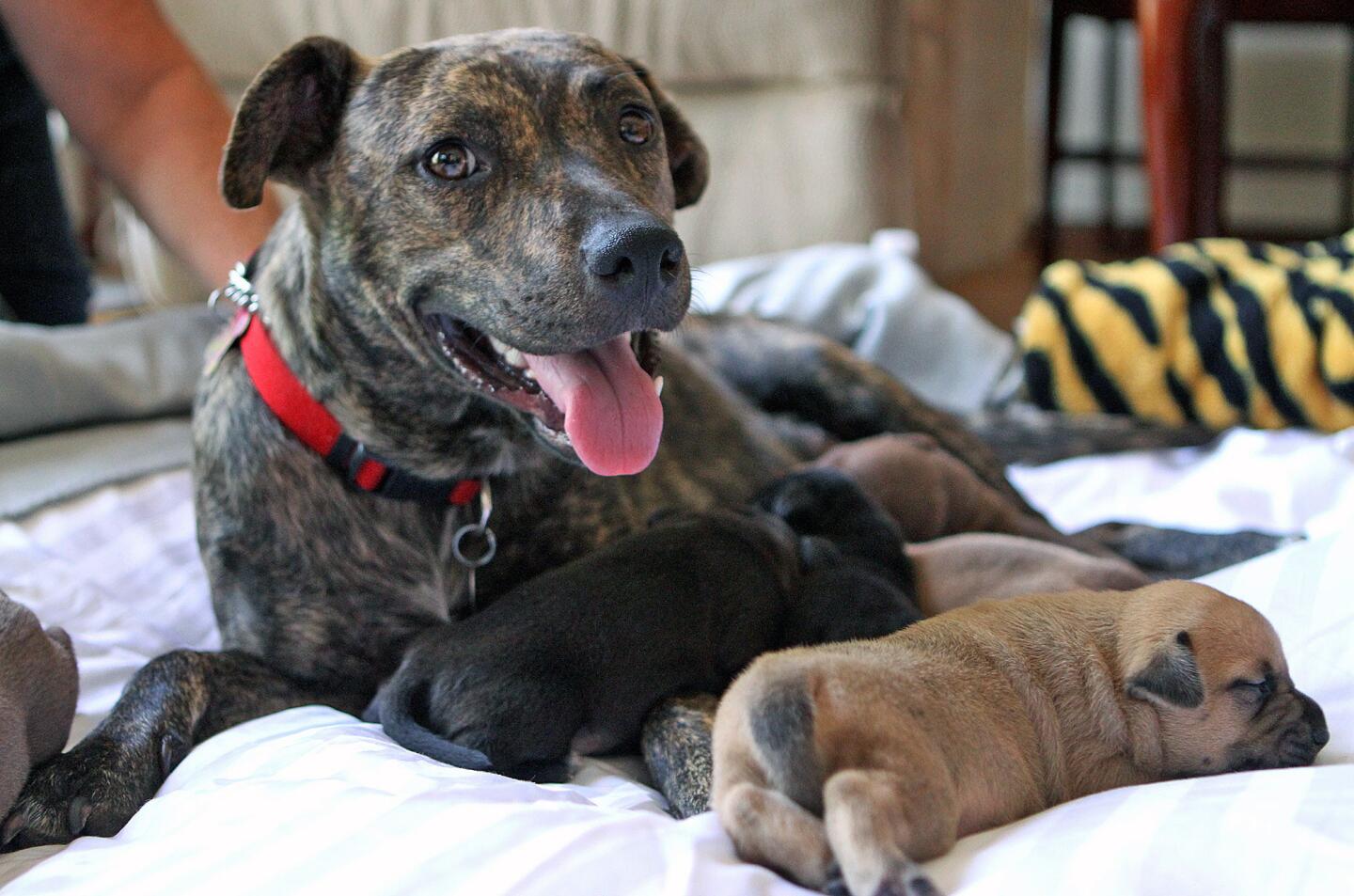 Photo Gallery: 8 puppies born after dog is rescued
