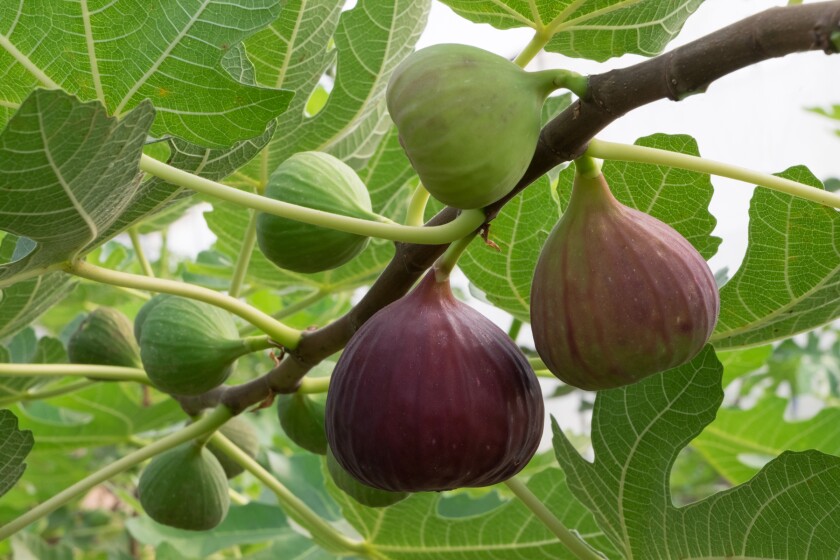 Gardening Consider Growing These Fruit Trees Pomerado News