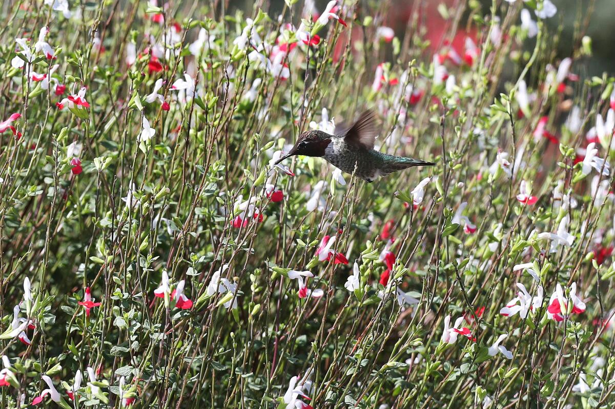  An Allen's hummingbird feeds on nectar at the Urban Forest.