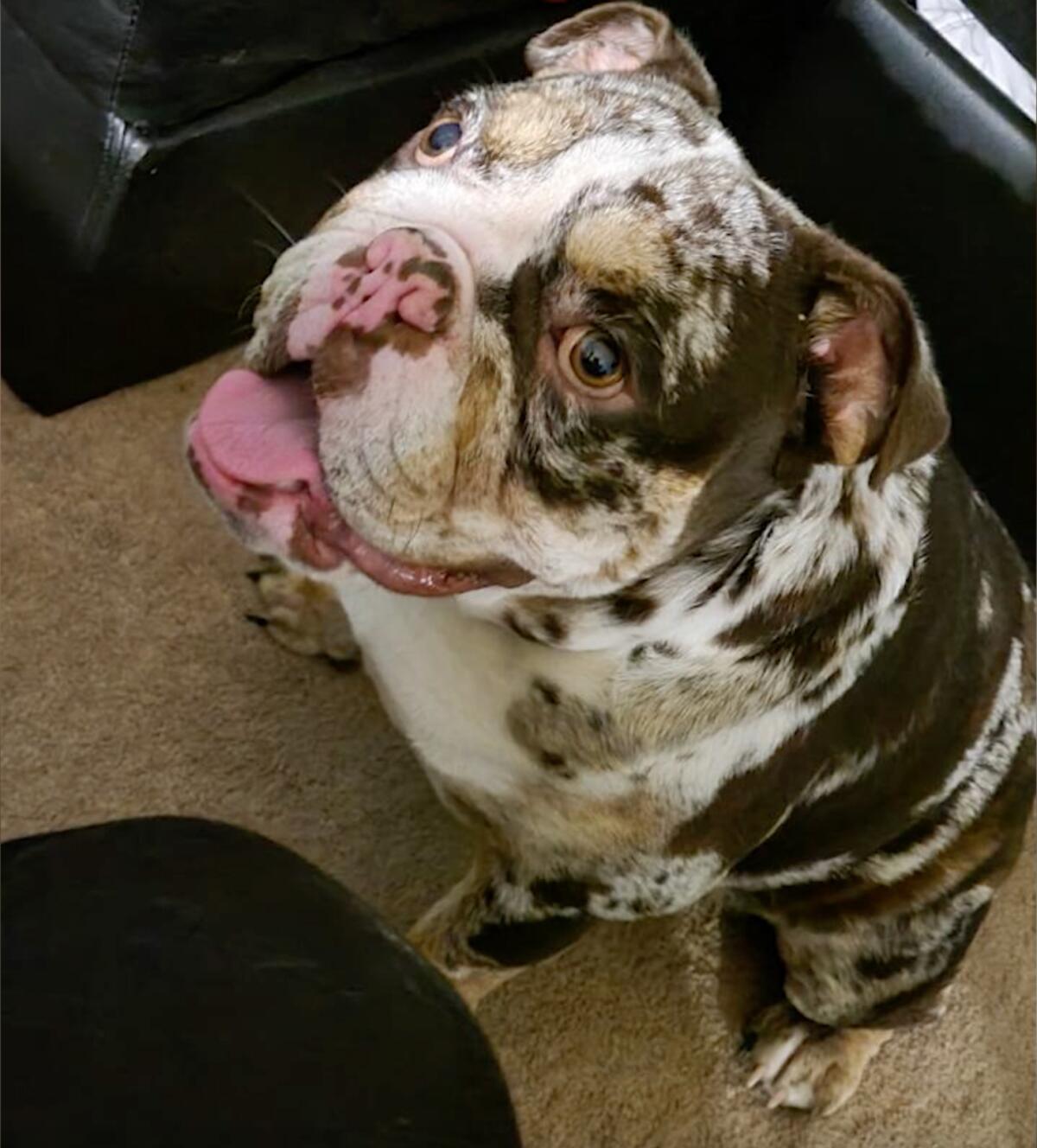 A tricolor English bulldog with its tongue hanging out of its mouth