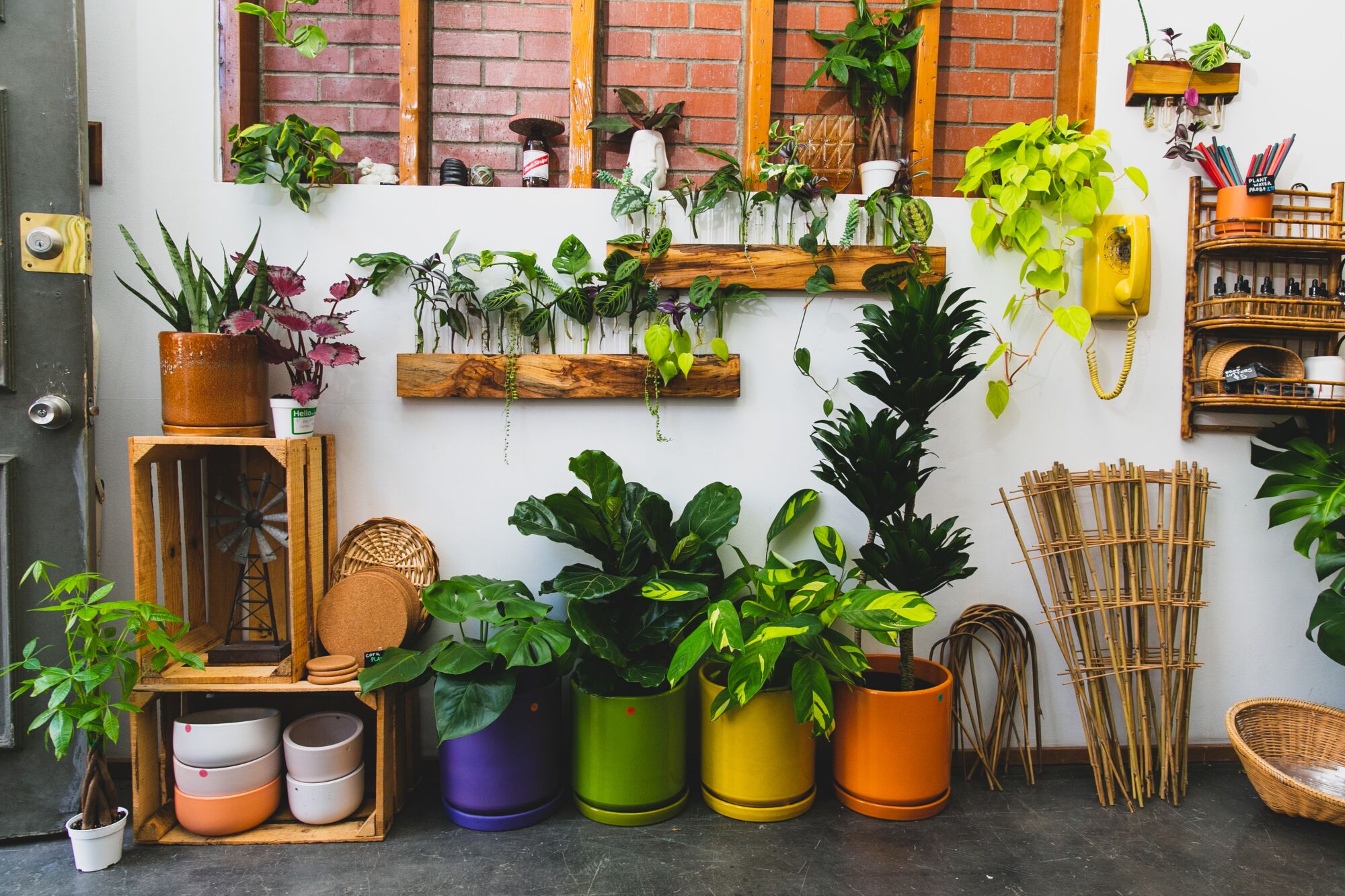 Colorful pots holding plants line the floor. Other plants are placed on shelves.