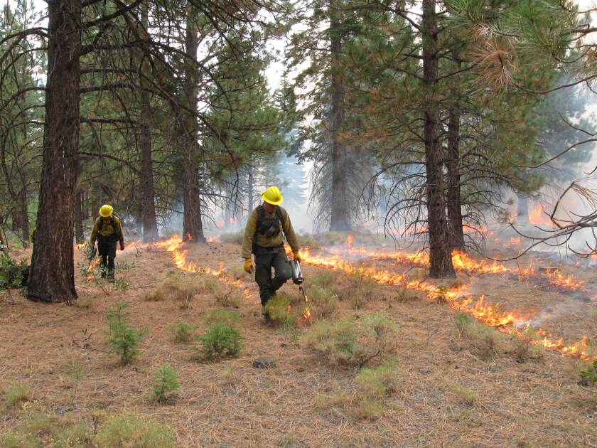 Crews conduct broadcast burning in a unit of the Goosenest Adaptive Management Area