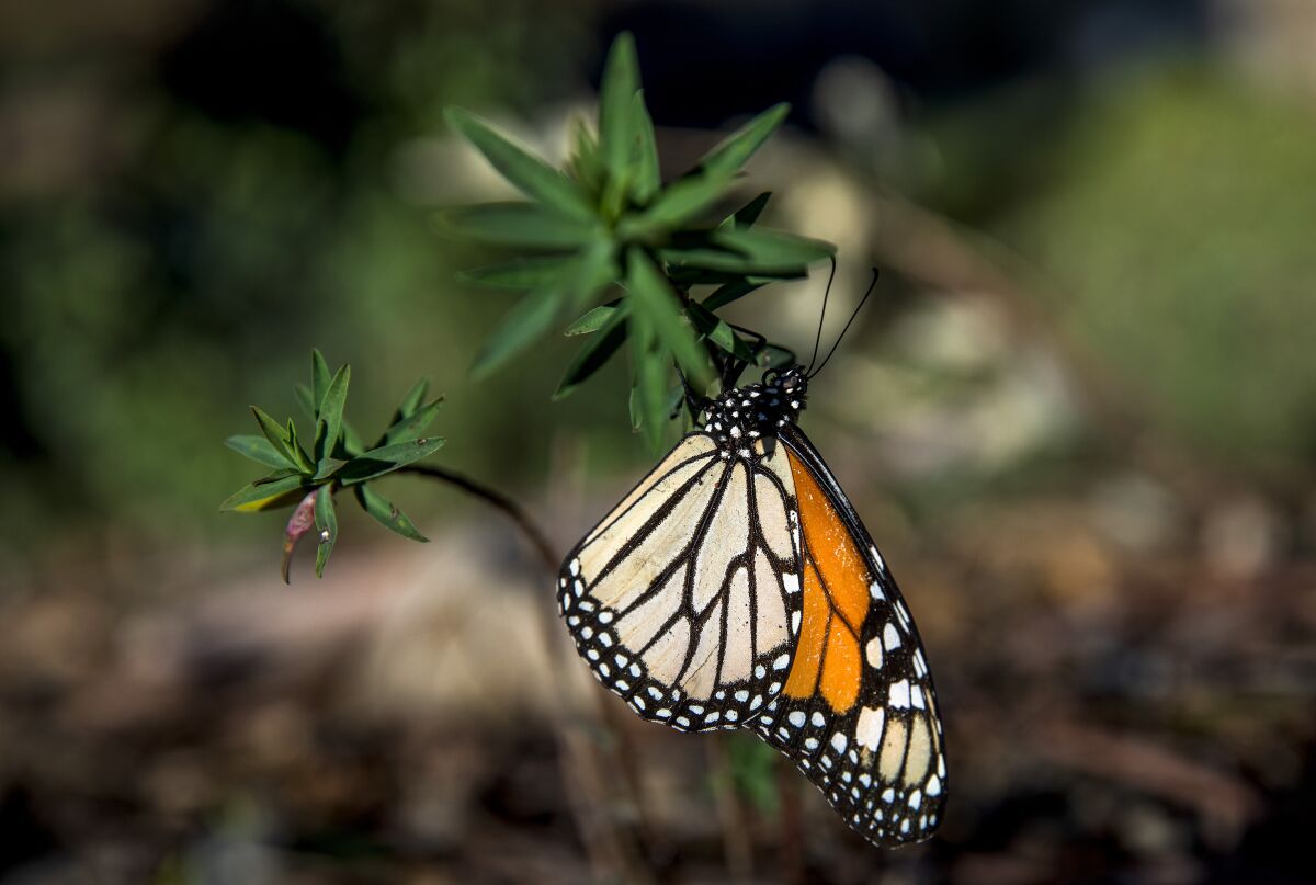 A photograph of a Monarch butterfly, clinging to a plant branch in Malibu