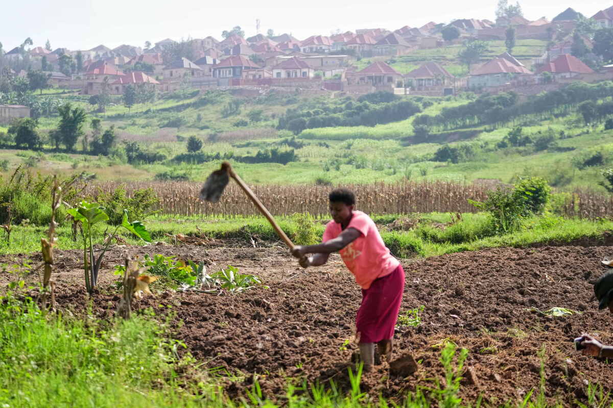 Na Rwanda Farm Rwanda tries to protect farmland in Africa's most densely populated ...