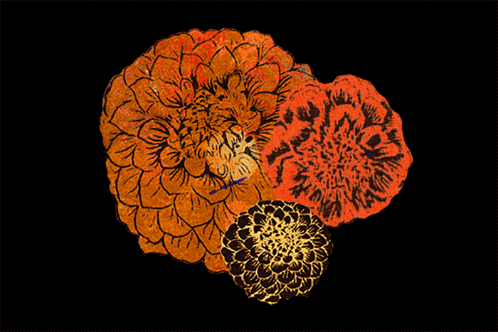 A GIF of three marigold flowers
