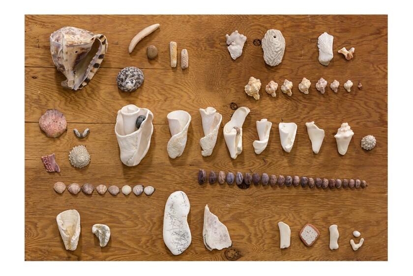 A board containing a lineup of seashells. 