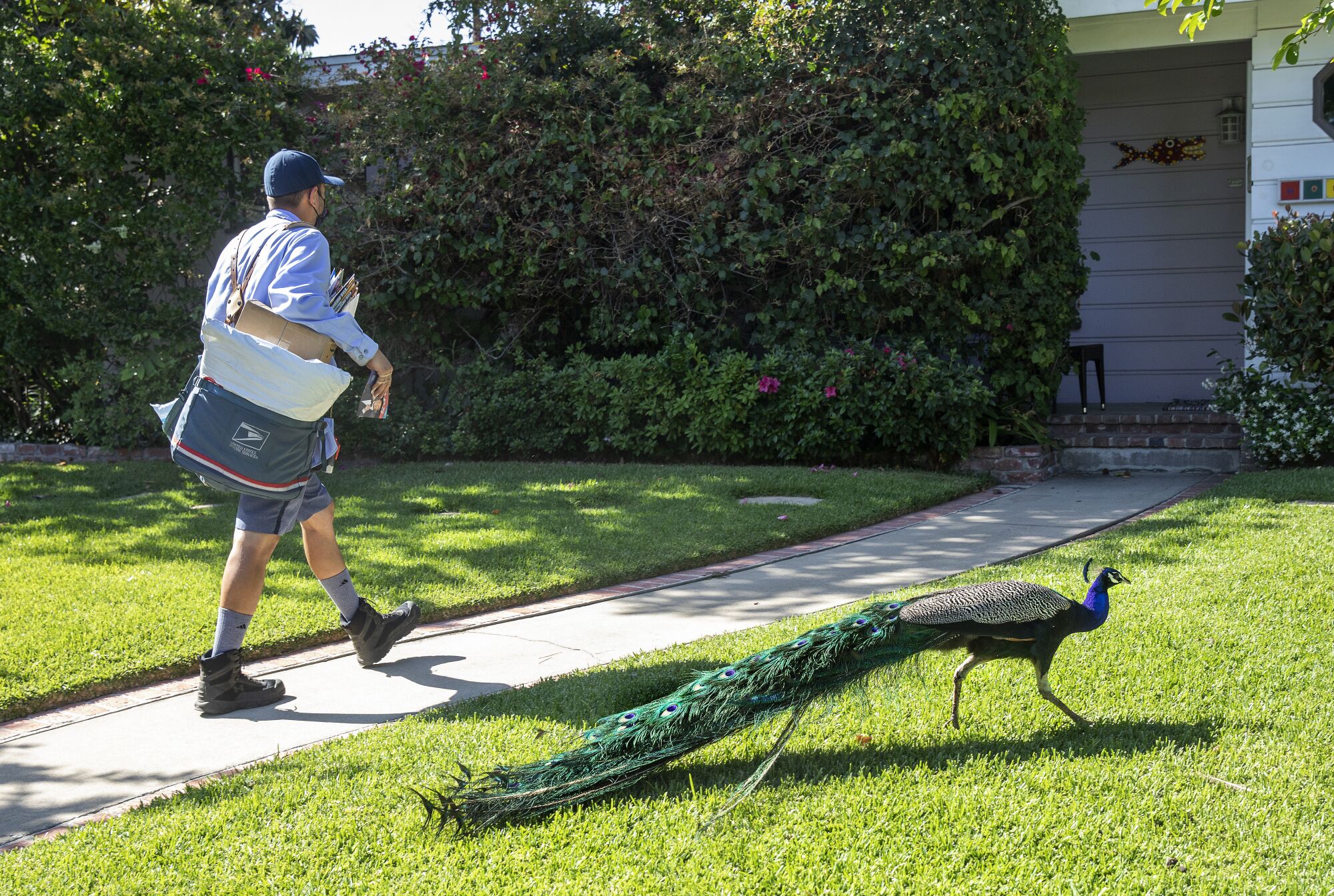 A male carrier walks to a front door of a home as a peacock struts in the bright green yard