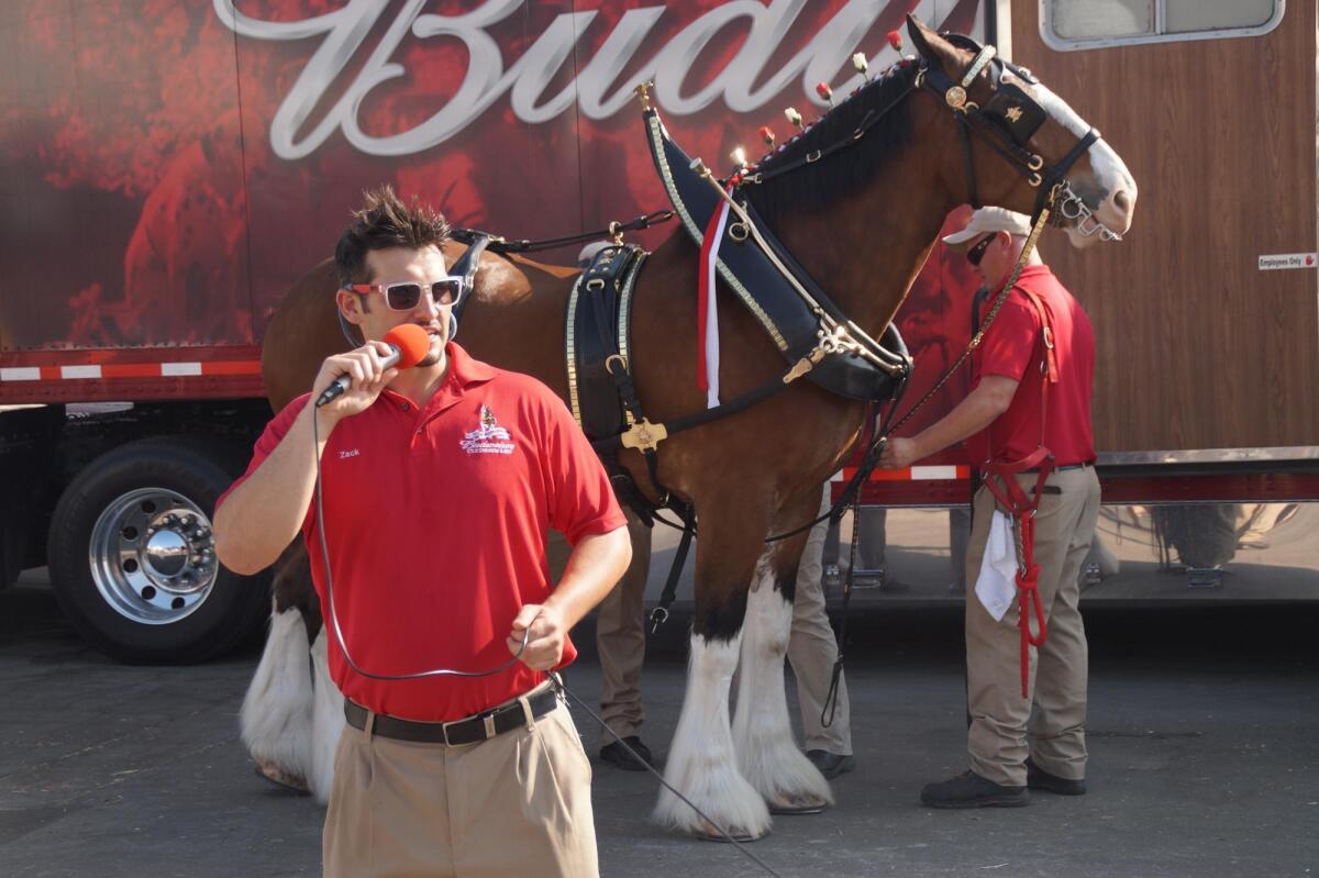 Budweiser Clydesdales ambassador Zack Seramur talks about the Scottish horses as one behind him gets ready for the parade Friday at the Orange County Fair.