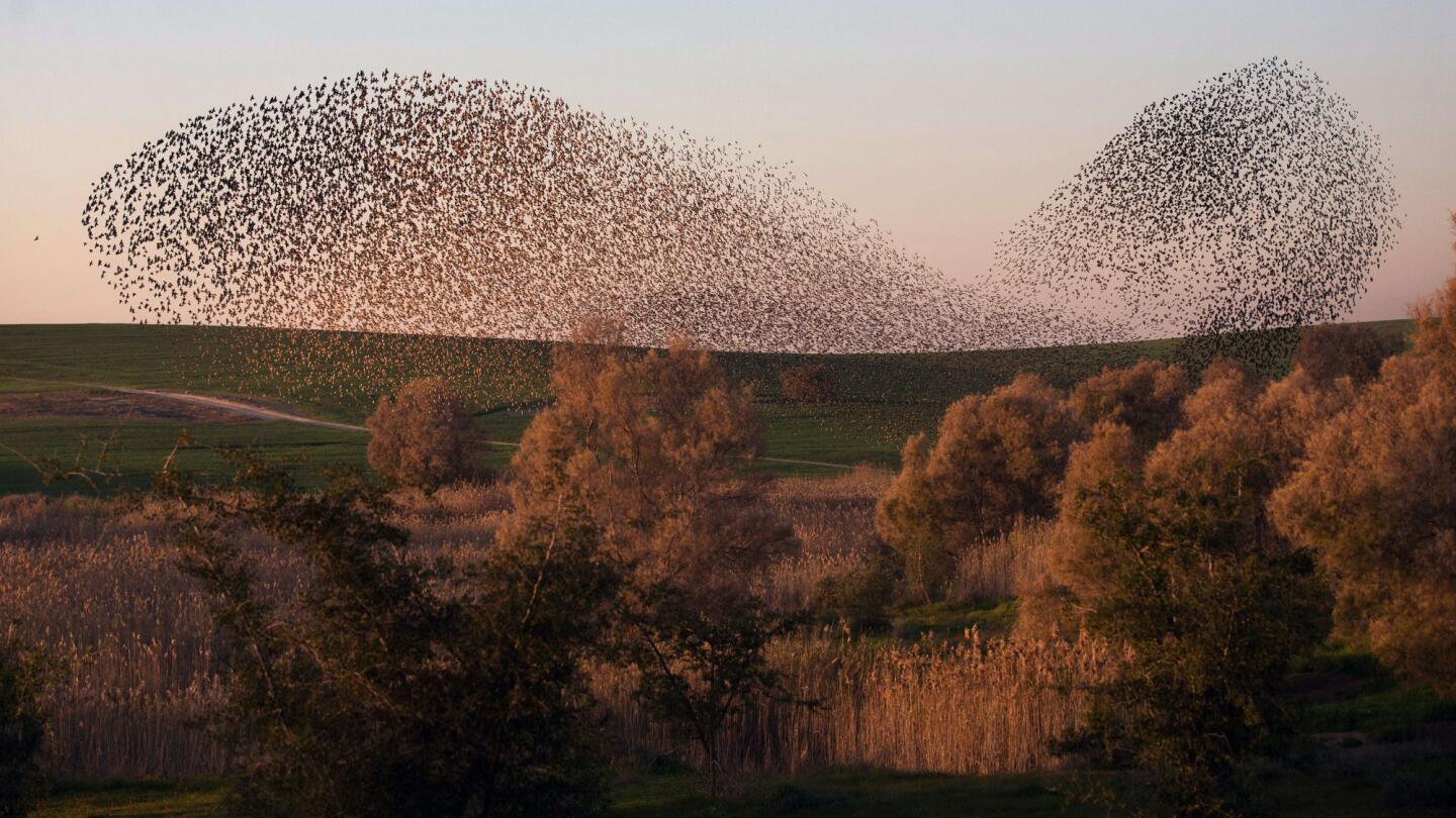 A flock of starlings fly in what's known as a murmuration near the town of Rahat in southern Israel this week.