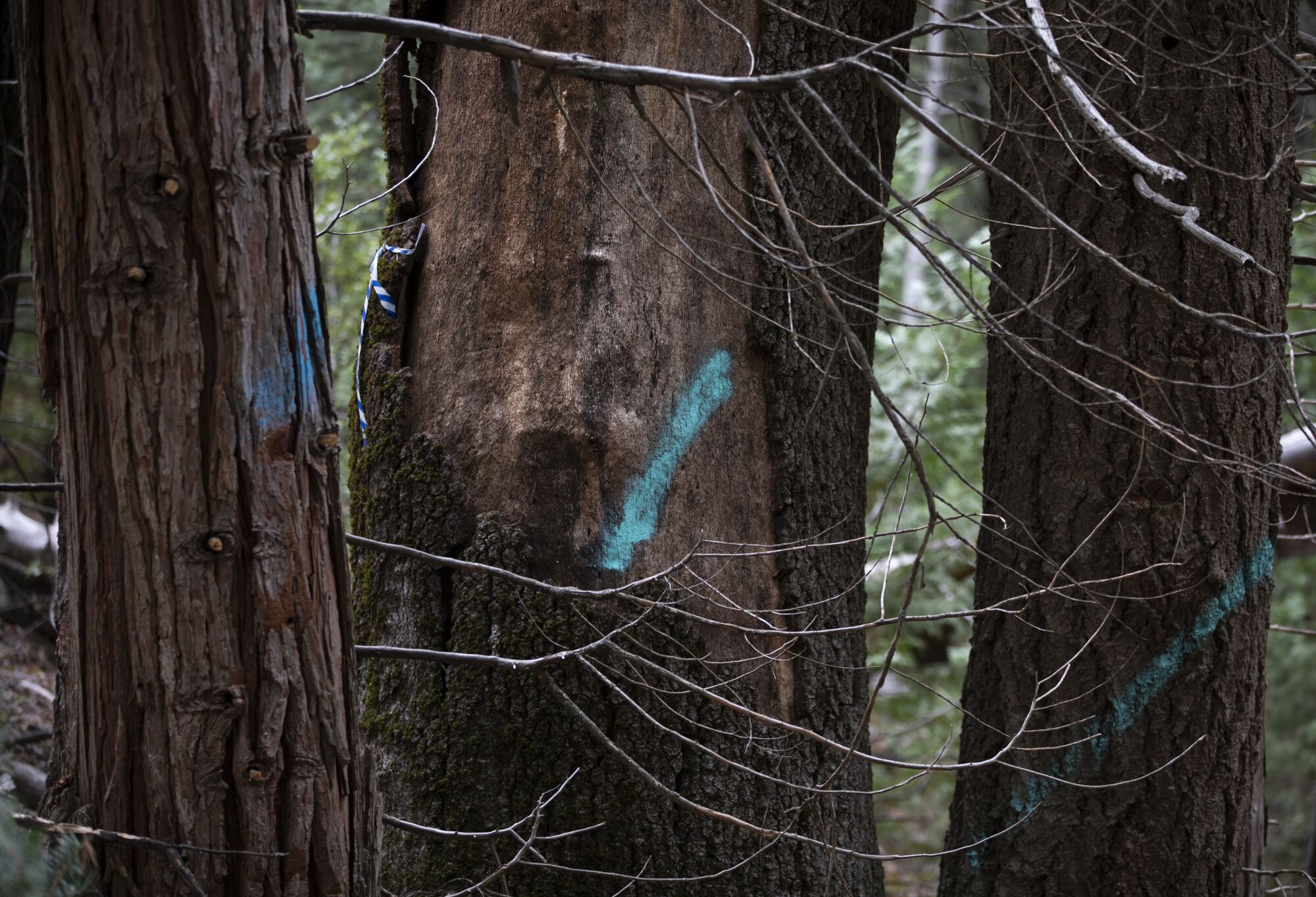 Trees near creeks and streams are marked with blue paint to prevent them from being inadvertently cut down.