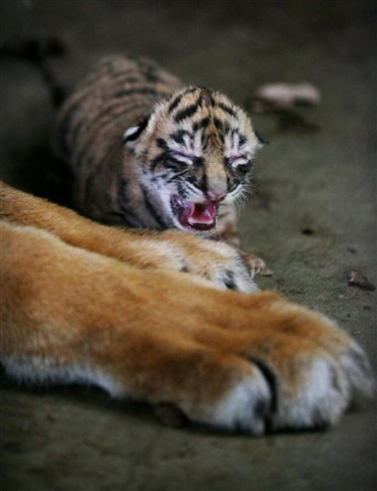 Rare tiger gives birth to 3 cubs in Indonesia - The San Diego Union-Tribune