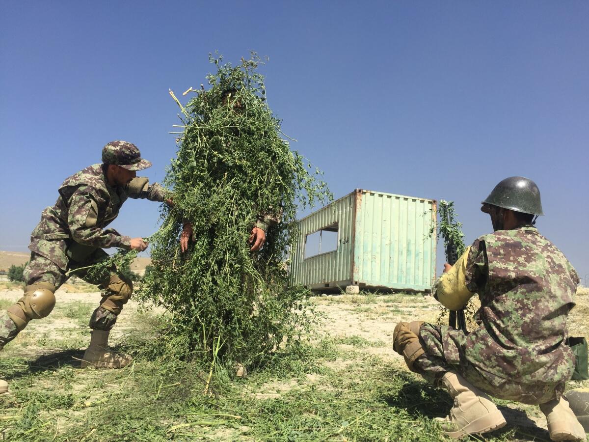 As part of army training, Afghan soldiers practice camouflaging themselves.