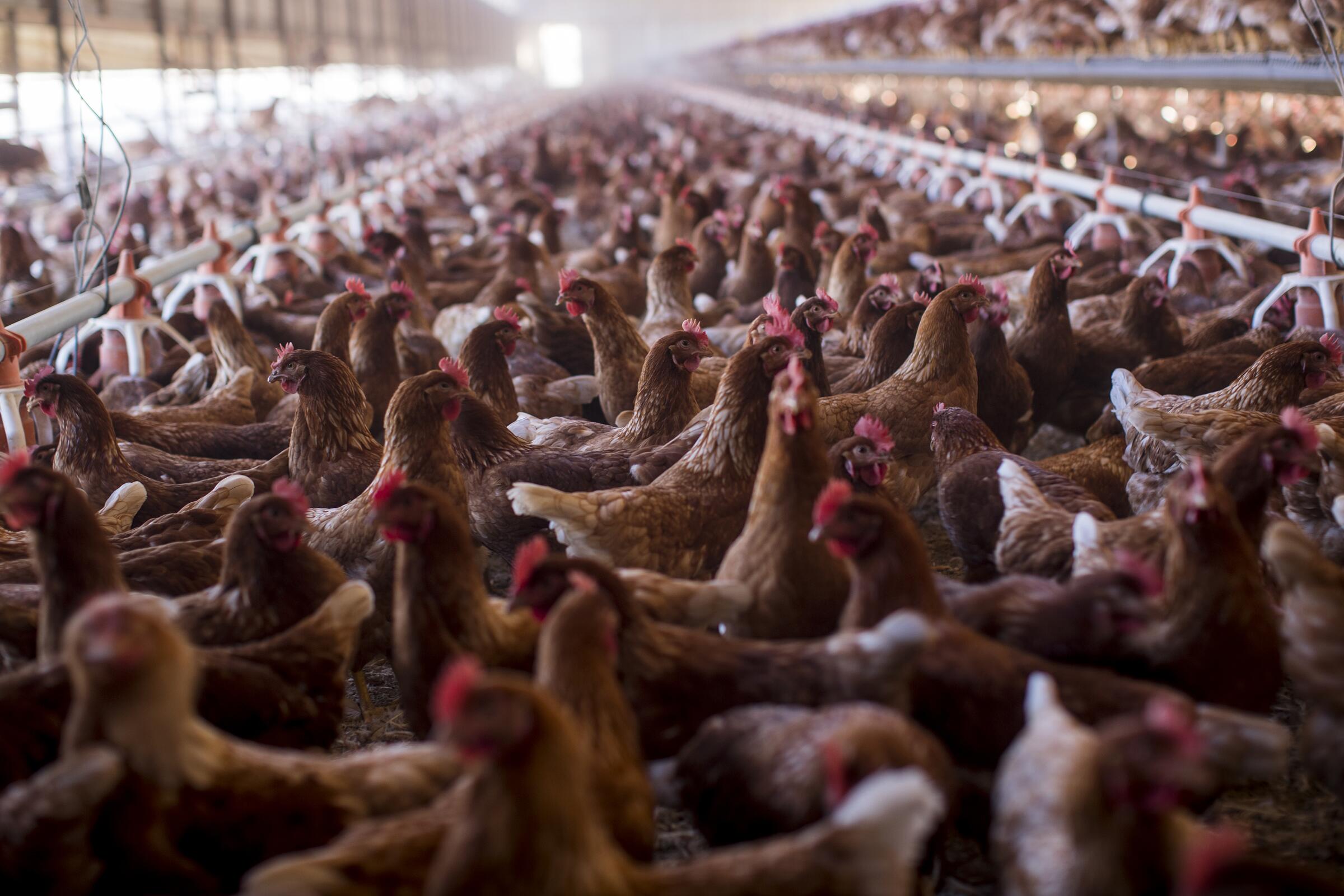Row upon row of chickens at a farm in Riverside County