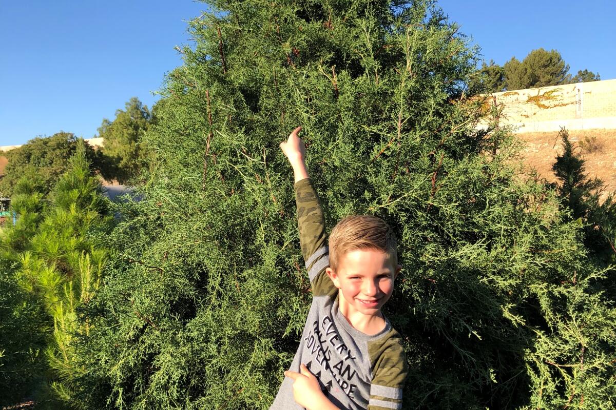 A boy points to a Christmas tree.