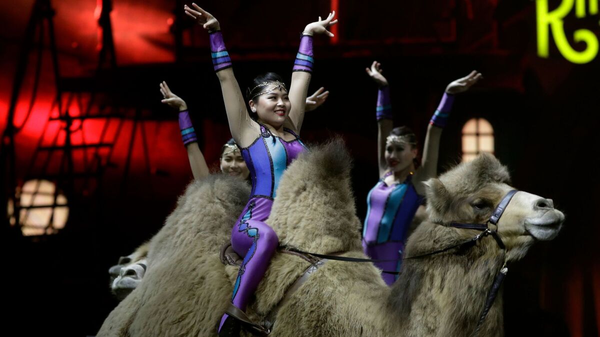Ringling Bros. and Barnum & Bailey acrobats ride camels during a performance Saturday in Orlando.