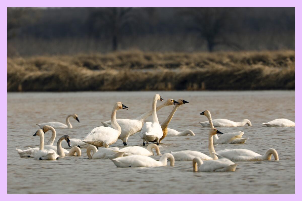 A group of swans clustered in a flooded field