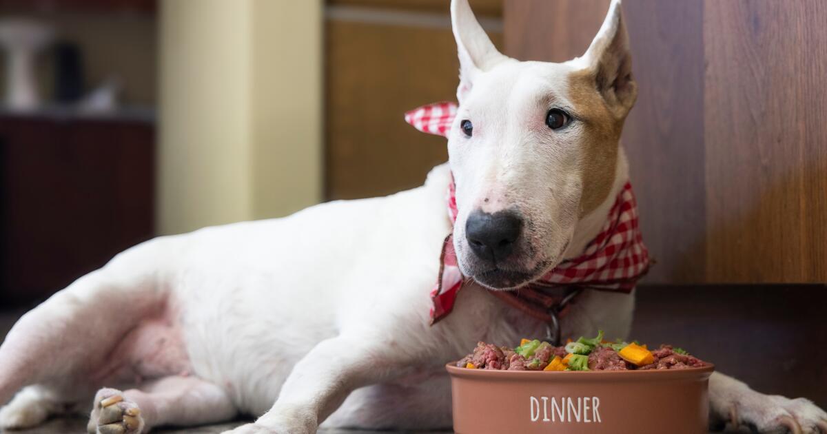 Can Rufus' dog food make him live forever?