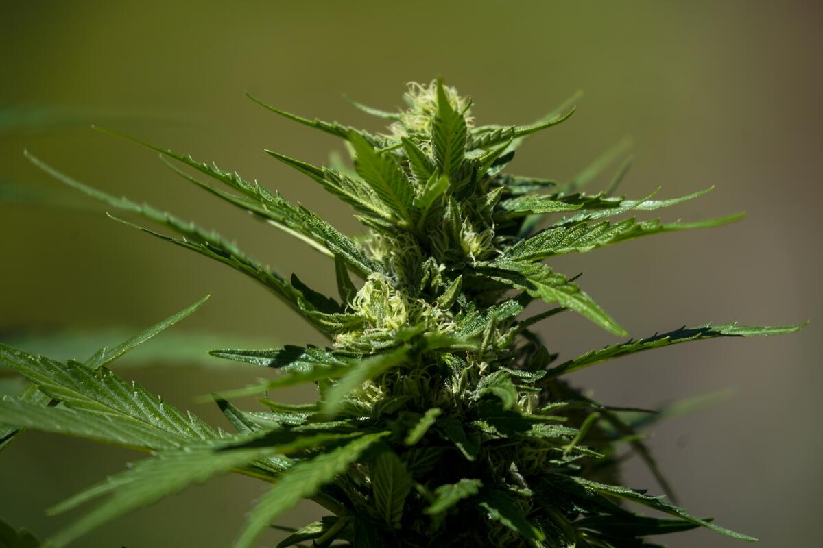 A marijuana plant at an illegal marijuana cultivation site in the Sierra Nevada