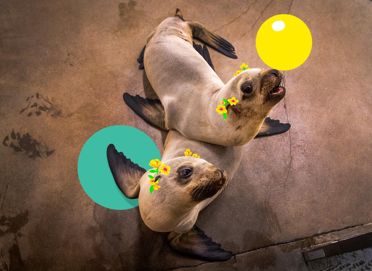 Two sea lions pose for the camera. Illustrated flowers adorn their ears, and an illustrated ball sits on one nose.