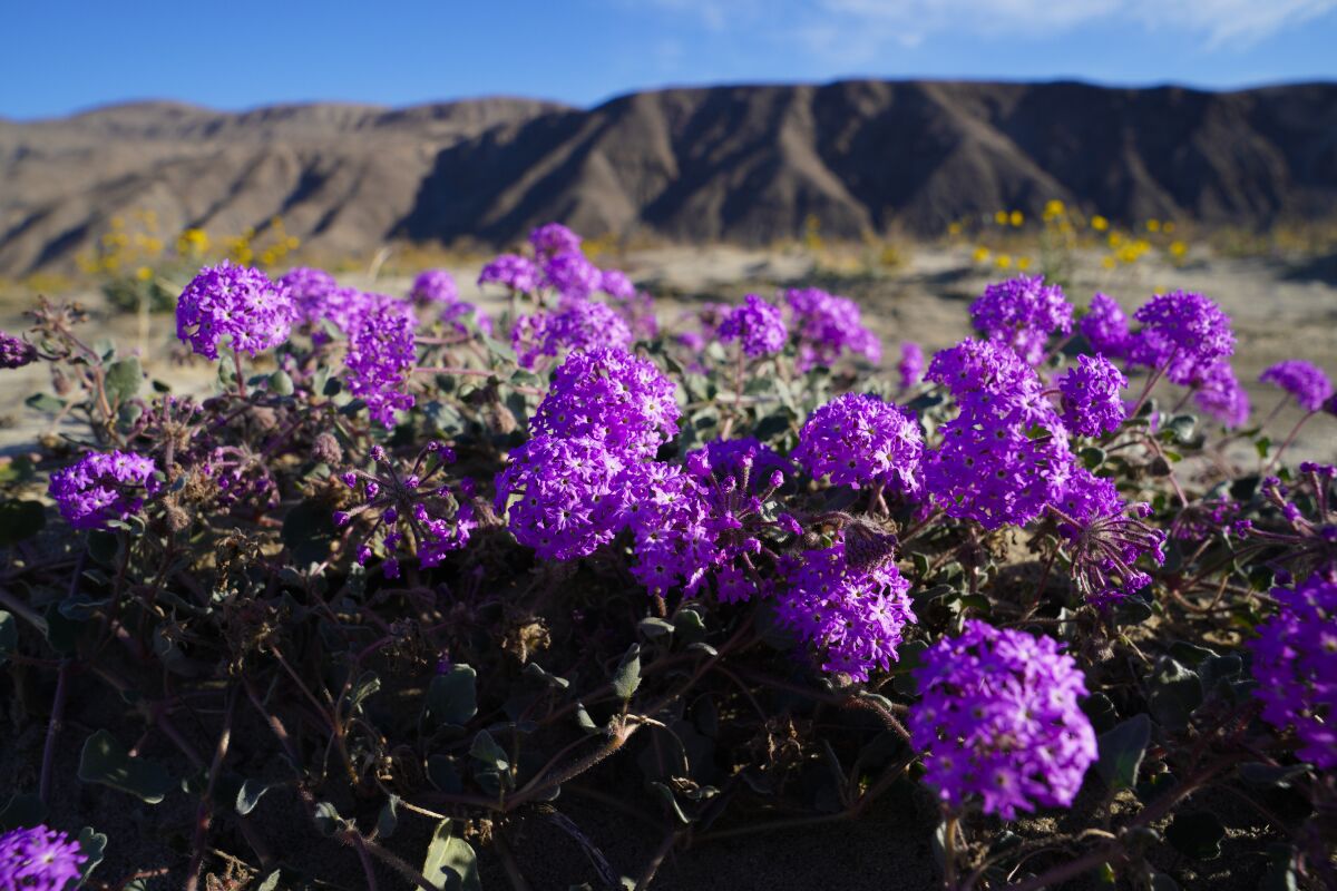 The Desert Purple Verbena are among the desert flowers that have begun to bloom.