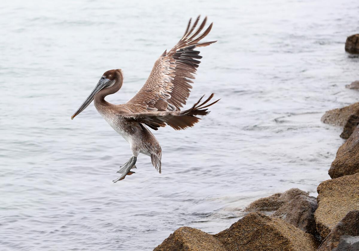 One of several brown pelicans is released back into the wild at Corona Del Mar State Beach.