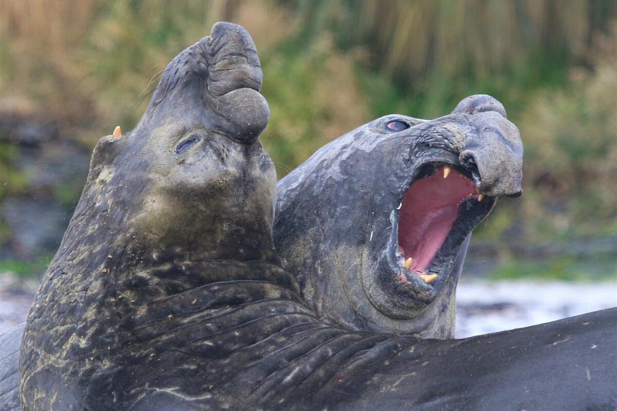 Pair of elephant seals on the island of Tristan da Cunha, a British territory in the South Atlantic
