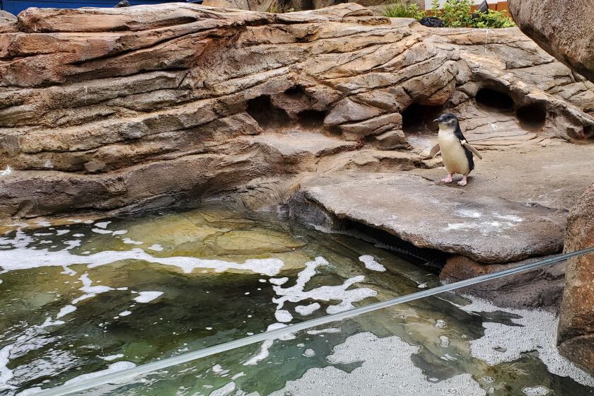 A little blue penguin makes itself at home at Birch Aquarium's new exhibit in La Jolla.