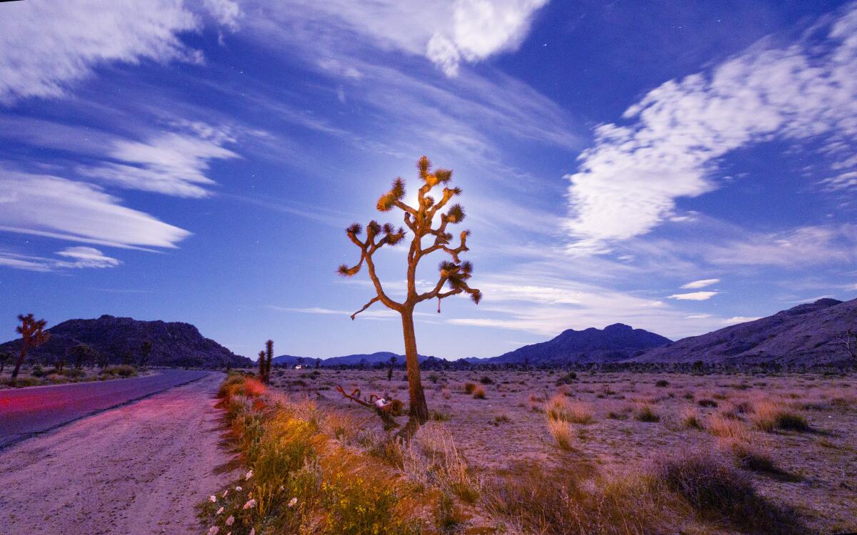 A Joshua tree against a backdrop of desert and sky