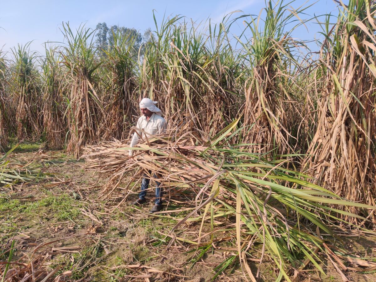 Sugar-cane cutters in northern India.