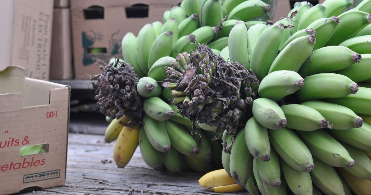 Local bananas return to Santa Monica farmers market