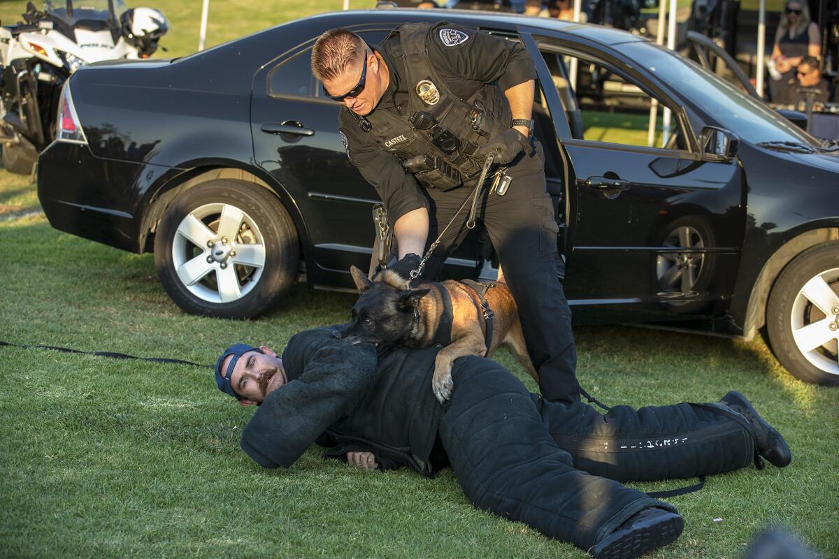 Fountain Valley canine officer Brian Casteel, and his 7-year-old Malinois Kimbo, demonstrate how to take down a suspect.