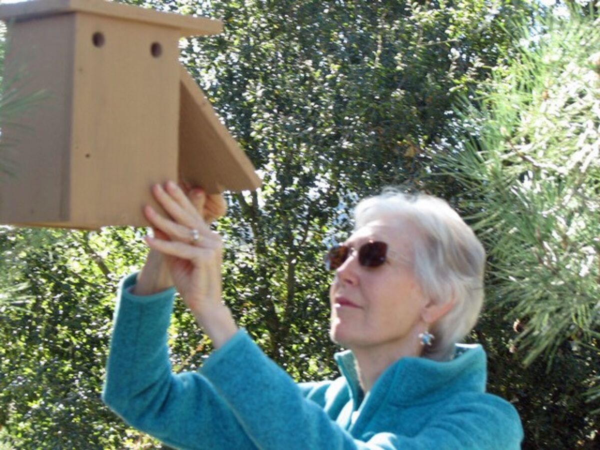 Cleaning out old nesting material is part of preparing for the upcoming bluebird breeding season, according to local bluebird expert Carol Killebrew.