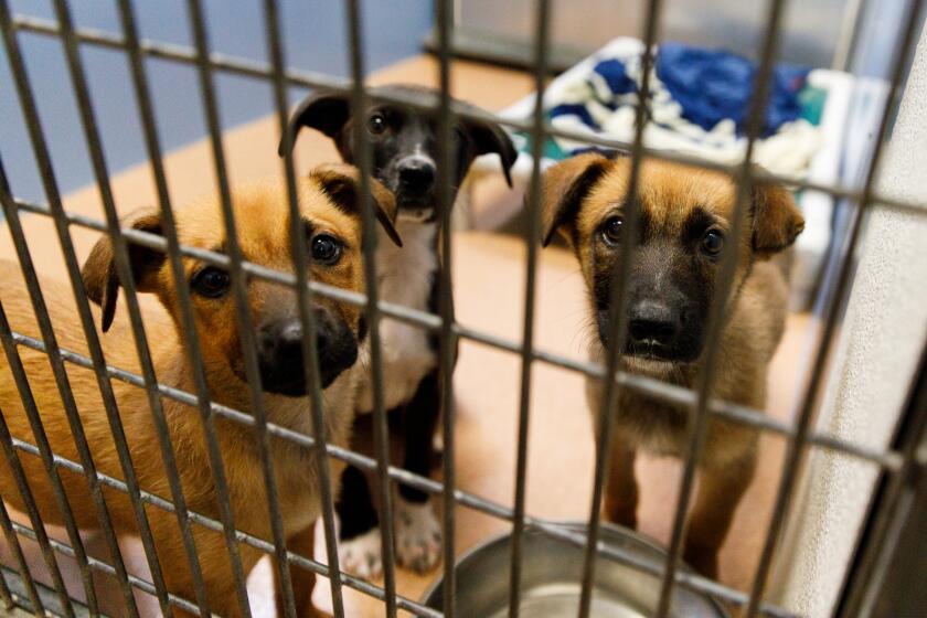 Puppies look through a kennel at the San Diego Humane Society on Friday, May 10, 2024.