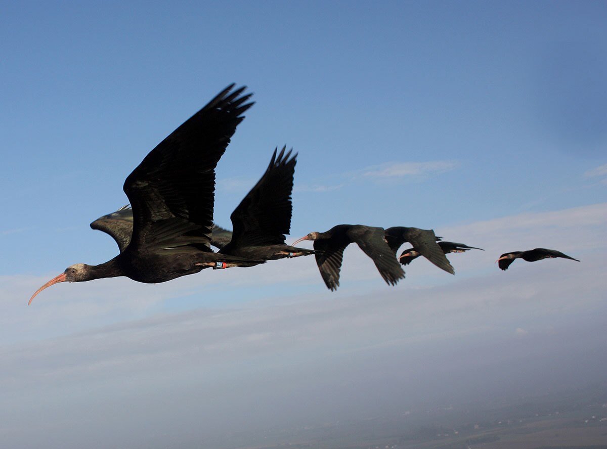 Download Birds Flying In A V Take Turns In The Top Spot Study Finds Los Angeles Times